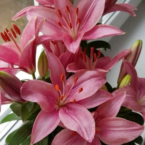 داشی من مستم و پیک بعد و نده کنسلم کن