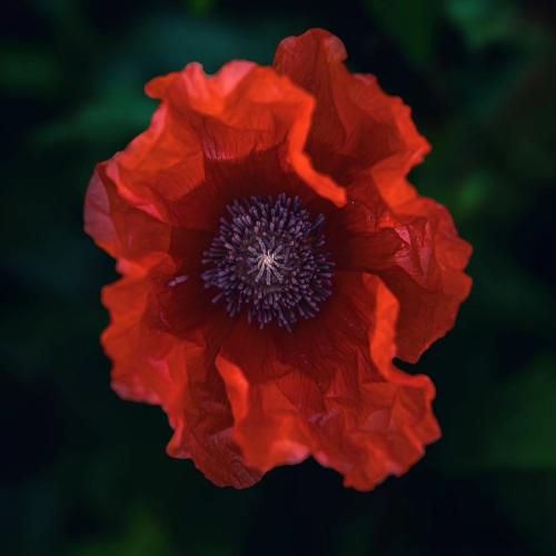 نشو دلگیر دلبر اگه که می نیست نی هست