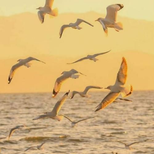 یادم میاد زیر نور ماه گفتم کی بابا اوضاع روبه راه (ترند اینستایی)