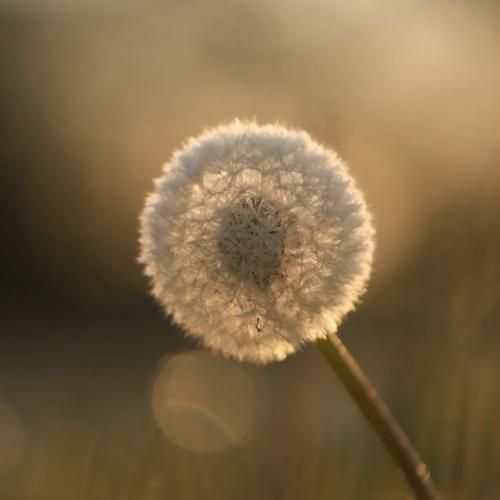 وقتی قلبم شاکیه دیگه مهم نی ارباب کیه شاه کیه