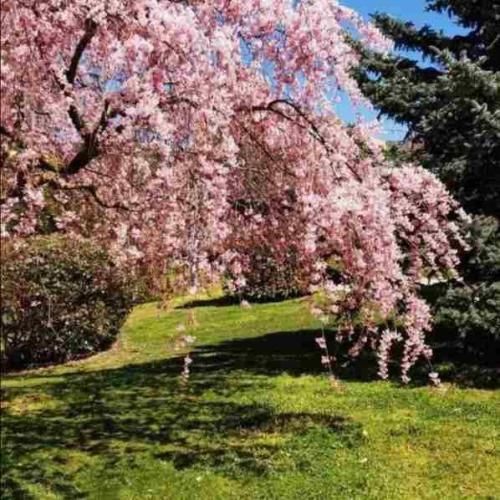  لک لک های مهربون بیایین از ابرا بیرون