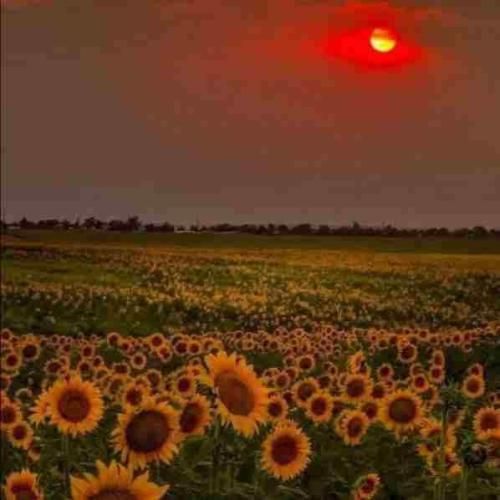 یکی چاقه یکی لاغر یکی تجملیه یکی سادس