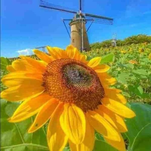 سهیل رحمانی به ننت بوات بگو که دلم پی دلته