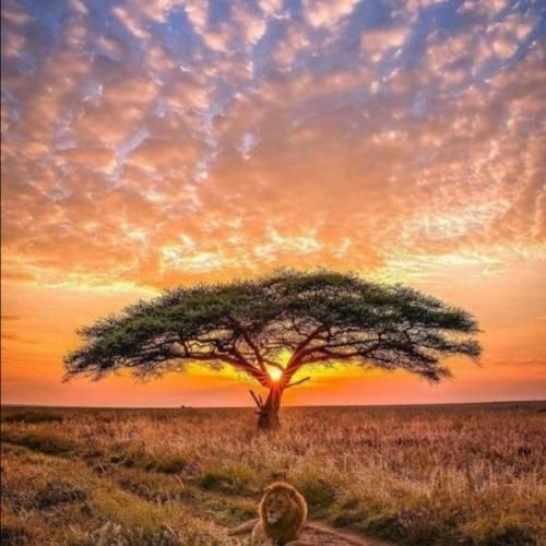  تا میاد ماچو میخواد بهترین جاشو میخواد