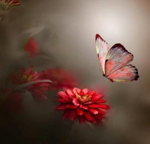 آخه هر بار خواستم بگم که دوست دارم زبونم بند اومد