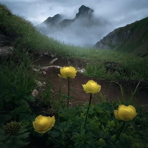 پا گذاشتی رو قانونا استرسی ور نرو با موهات