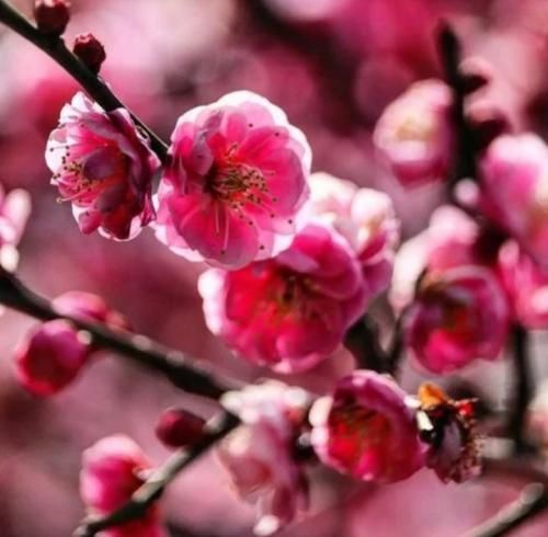 سلام علیکم چادر سیاه چته ا مه بدت میاد