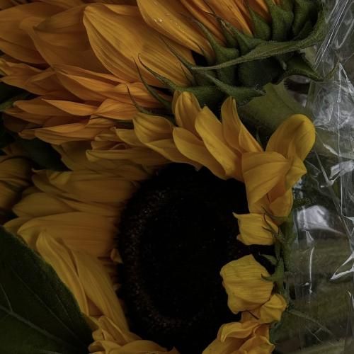 دنیا رو بردی همراهت به نابودی اجرای گروهی