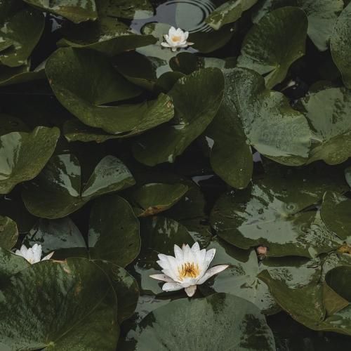 همیشه حواس جمع از بیرون آروم تو مغزم دعواس