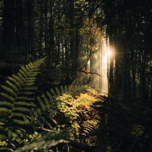 فردا دوباره پاییز میشه باز با صدای زن