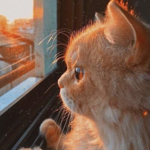 تو مدرسه با چاشت دیدنت زنگ تفریح با چاشت دیدنت