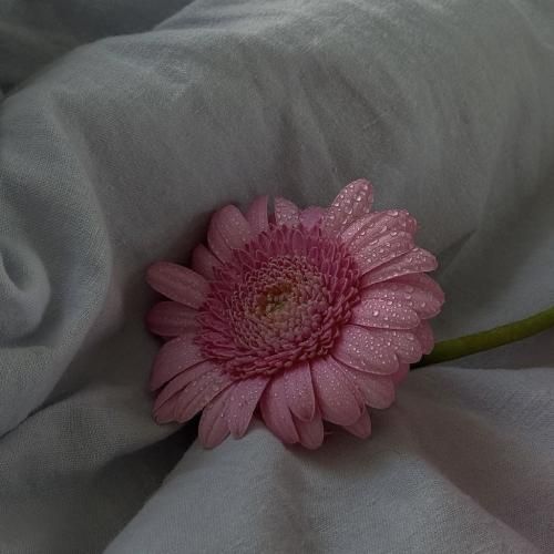 مرده تو من دیگه عشق و رحم و اعتماد تر و خشک