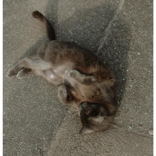 گمبرون بگو چند تا سفید شد گنگ بنگ گمبرون