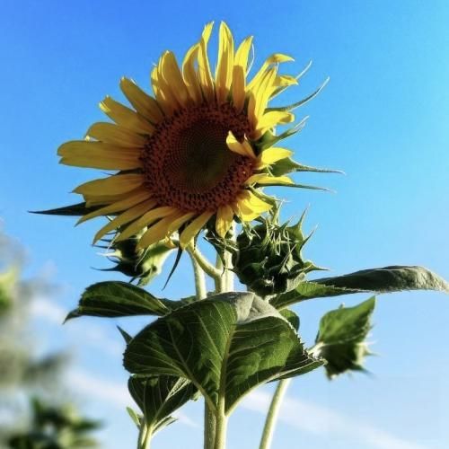 حیف حیف که عمرم به پای تو هدر شد حیف