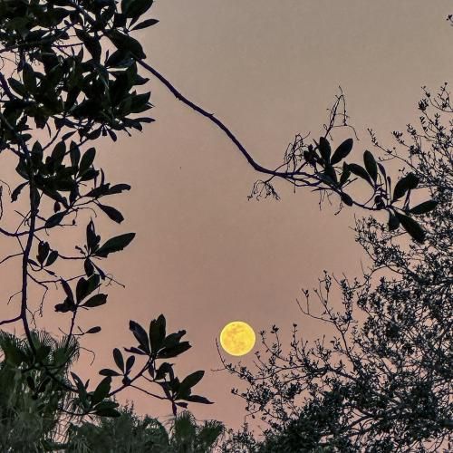 که پیر کرد منو اسیر کرد منو که پیش هوش مصنوعی