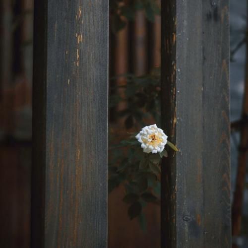 نازنین ناز نکن درو رو کسی باز نکن (اینستایی)