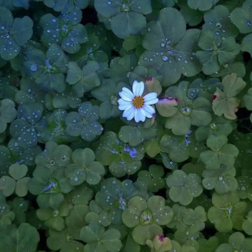 من عاشق تو هستم من تورو میپرستم