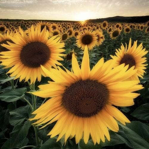 من یه دیوونم وقتشه عاقل شم (ترند اینستایی)