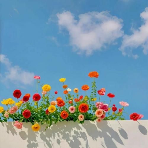 گل اومد بی وفایی یادم اومد نازی همدم من