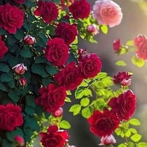 جومه ویلی چافی چقدر قشنگه