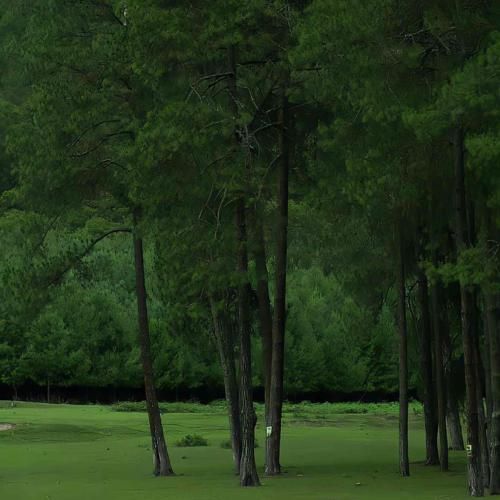 منت به سرم گذاشته بود یار دل سپرده بود