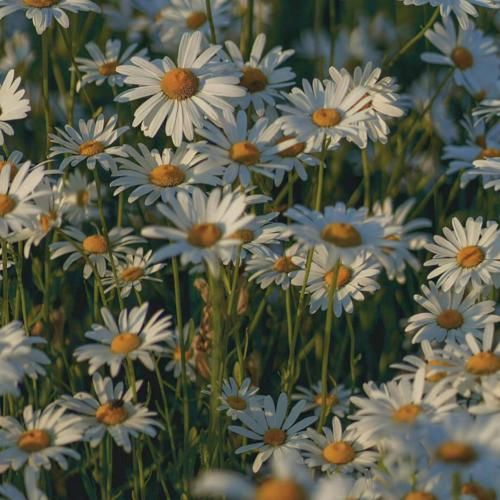 داغ یه عشق قدیم و اومدی تازه کردی