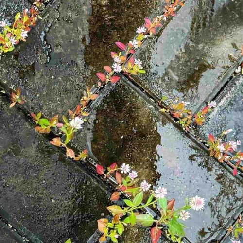 روزای روشن خداحافظ سرزمین من