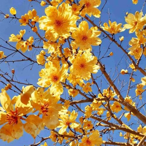 ﻋﻤﻮ ﺳﺒﺰی ﻓﺮوش ﺑﻠﻪ ﻣﻦ ﺗﻨﺠﻰ ﻣﻴﺨﻮام ﺑﻠﻪ