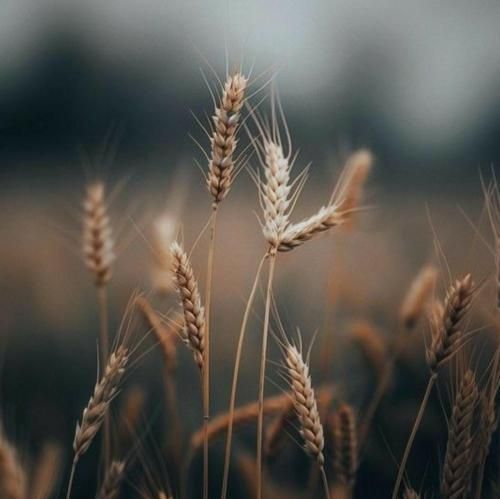 من تو را بر برگ گل ها مینوشتم من تو را بر موج دریا