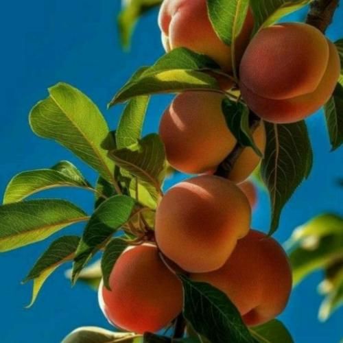 من از همه دلگیرم اصلا دم عید میرم