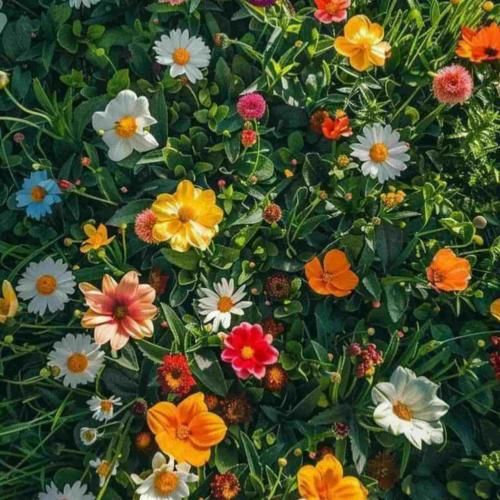 نشد بهت بگم بمون من میرم نشد بهت بگم بری میمیرم