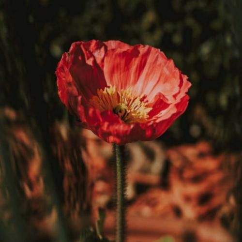 روی رقص شاپرک زير بارون چشات