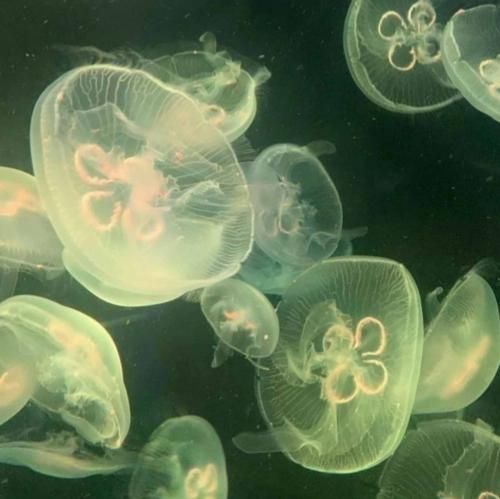  یه دلم میگه نرم نرم طاقت نداره دلم دلم