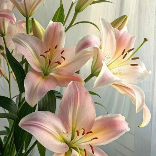 بیارید برانکارد از الان مست تا چهار بامداد