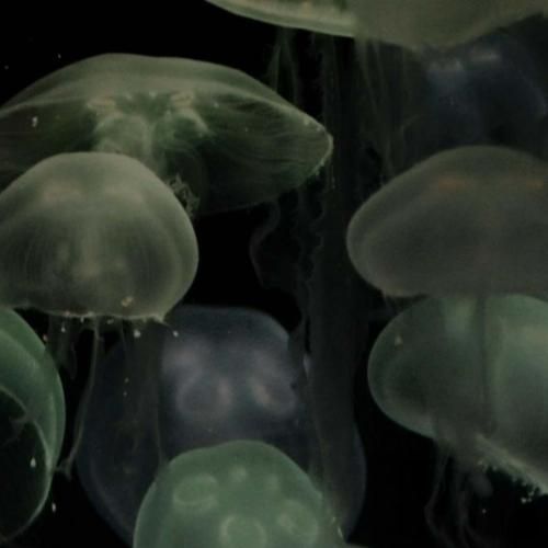 دو سه شبه که چشمام به دره خدا کنه