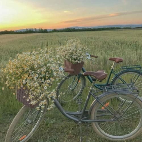 کوهها لاله زارن لاله ها بیدارن