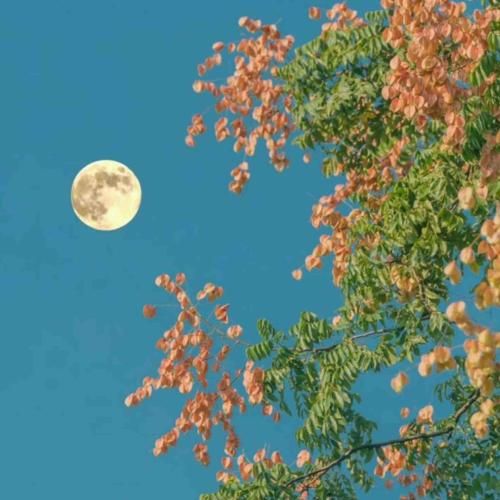  تلخ مثل شبی که تو شیمی زمینه ی گوشیمی