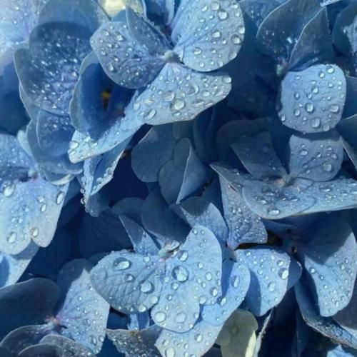 نوک حرمیه فاز علی گرامیه دافی داره کرمشو