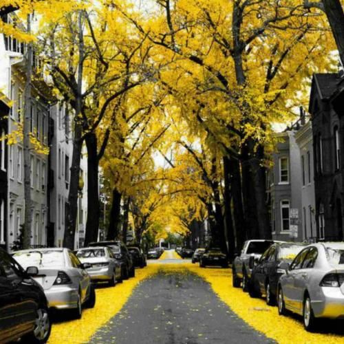  چابلا سیس سیندرلا برنز نوتلا