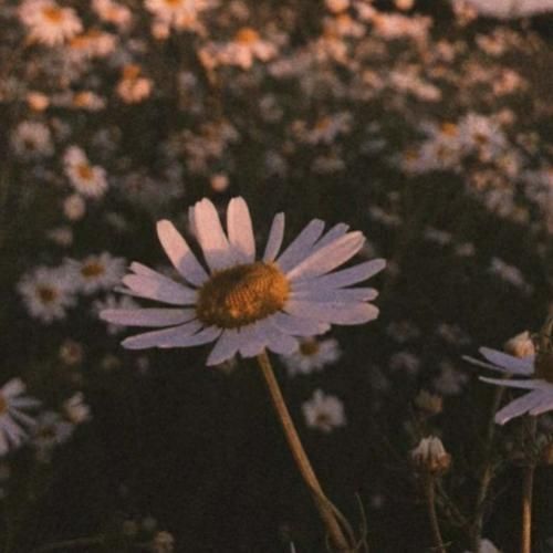  برو برو دلم تو رو نمیخواد دیگه نمیخوام ببینمت