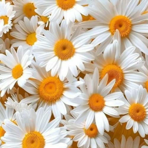 من مردم یک سرزمین هستم به قدمت تولد انسان