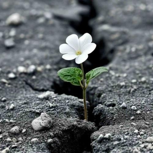 دل تو میتونست بره ولی خب عرضه نداشت