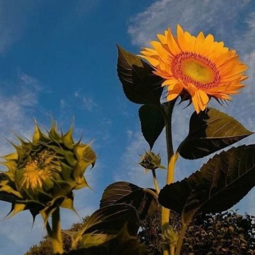 یه رازیو میدونستی صد بار دیدمت تو لباس عروس