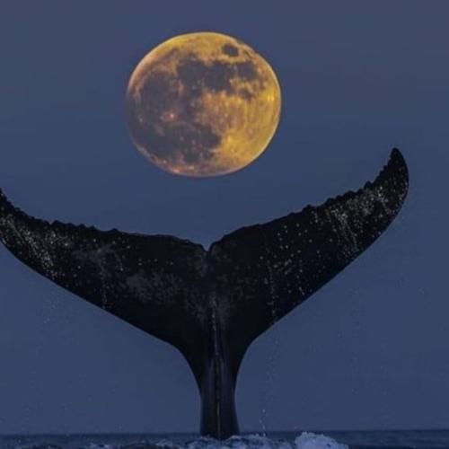 فاطمه عطایی صنم