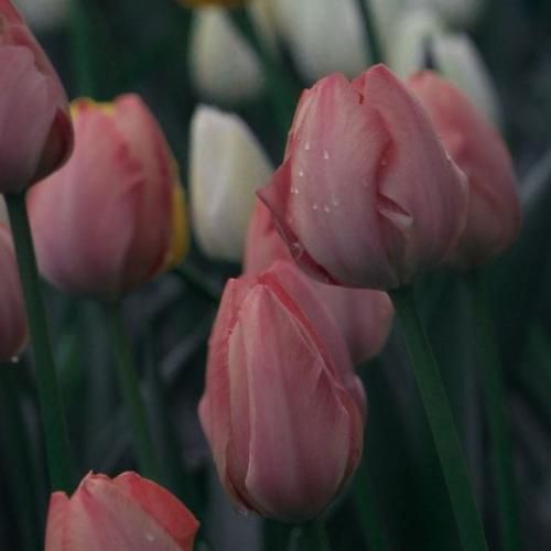  چشم جادو مال تو دل آهو مال من (هوش مصنوعی)