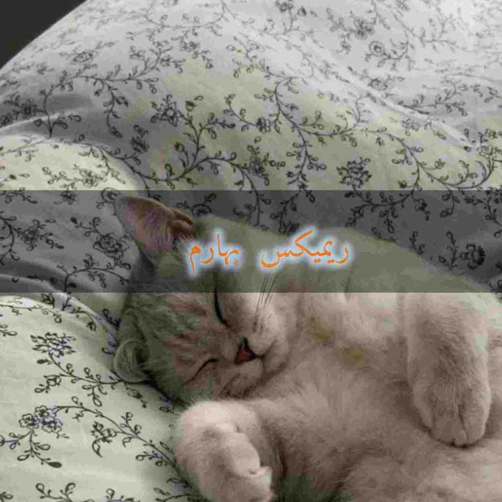 شهرام شبپره و نوشآفرین و معین و حسن شماعیزاده و نادر بهارم