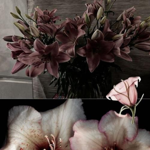 دلم تنگ شد ببینمت دلم تنگ شد بگیرمت تو بغلت