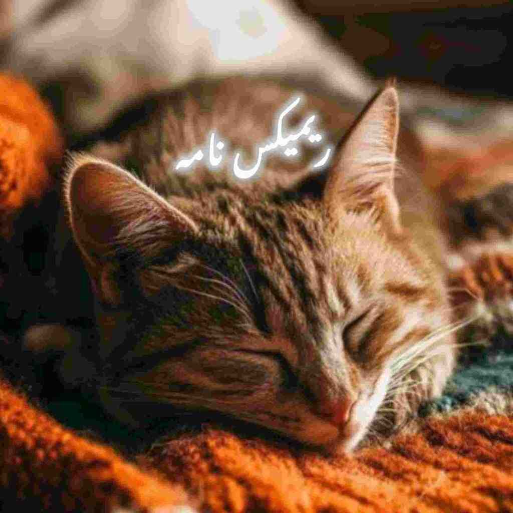 علی یاسینی و شروین و سارن و مهراد هیدن و مجید رضوی نامه