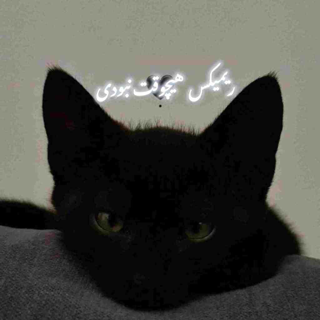 آریانفر و مهیار و اشوان و مهراد جم و زانیار هیچوقت نبودی