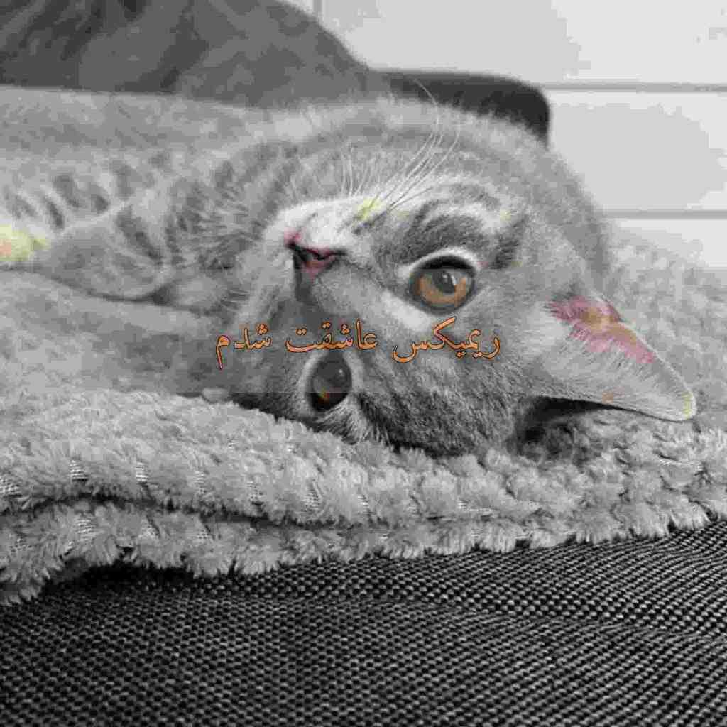 دانلود ریمیکس عاشقت شدم از محمد علیزاده و آصف آریا و حامیم و سهیل مهرزادگان و شادمهر